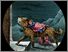 [thumbnail of Low resolution scan of positive glass lantern slide]